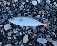 ワカシの釣果