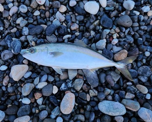 ワカシの釣果