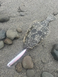 ソゲの釣果