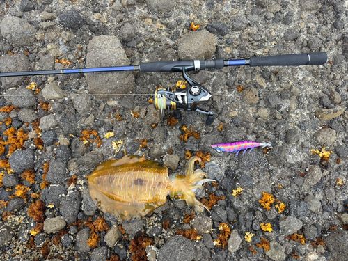 アオリイカの釣果