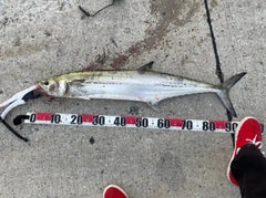 サワラの釣果