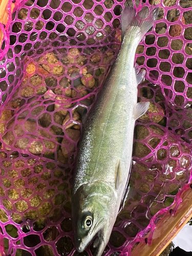 ヤマメの釣果