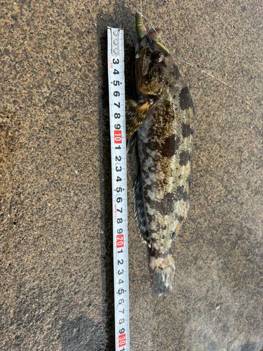 アイナメの釣果