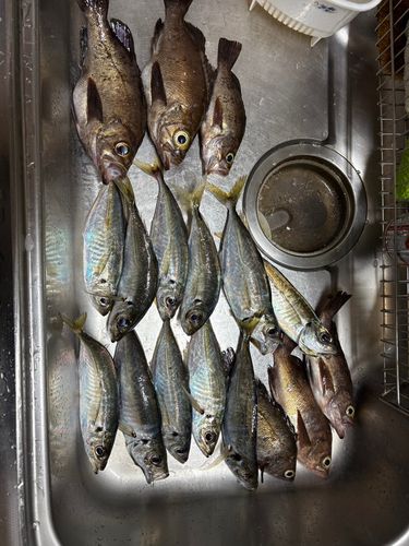 アジの釣果