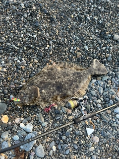 ヒラメの釣果