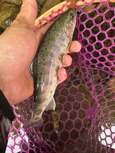 ヤマメの釣果