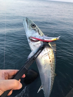 サゴシの釣果