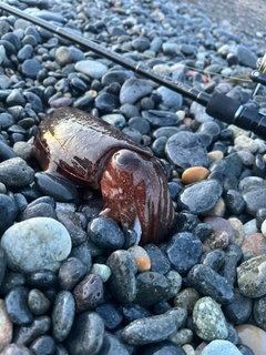 コウイカの釣果