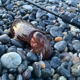 コウイカ