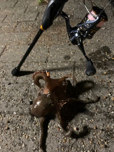 タコの釣果