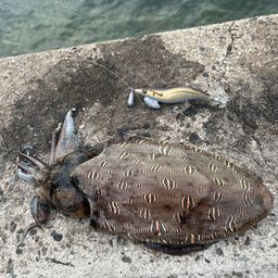 モンゴウイカ