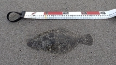 ソゲの釣果