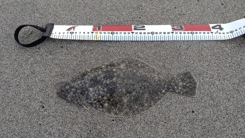 ソゲの釣果