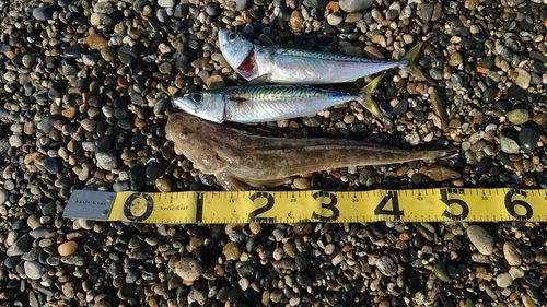 マゴチの釣果