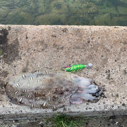 モンゴウイカ