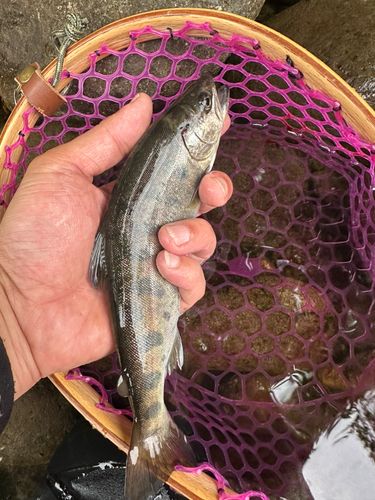 ヤマメの釣果