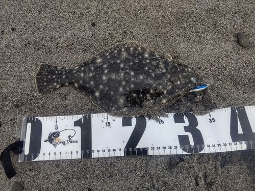 ソゲの釣果