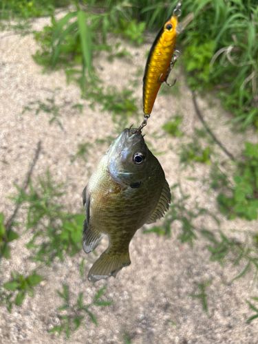 ブルーギルの釣果