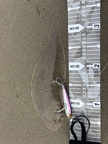 シタビラメの釣果