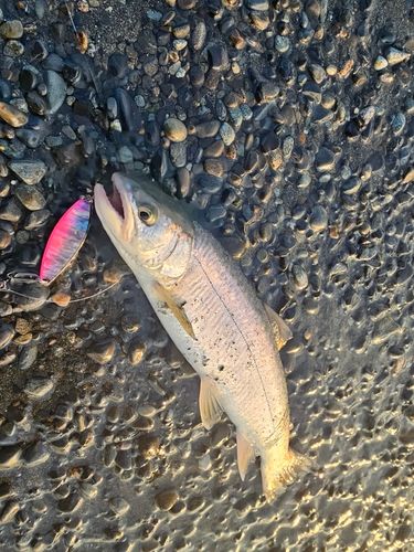 アメマスの釣果