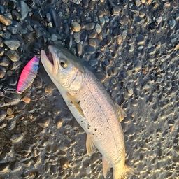アメマス