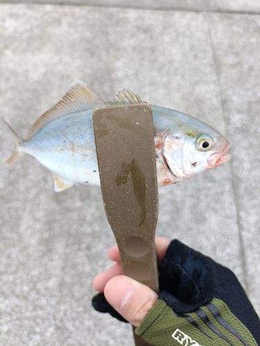 カンパチの釣果