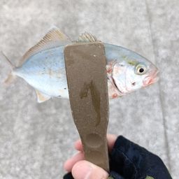 カンパチ
