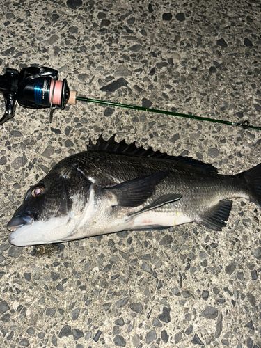 チヌの釣果