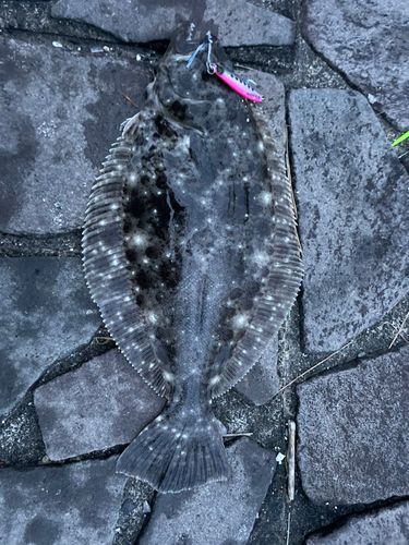 ヒラメの釣果