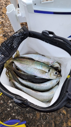 アジの釣果