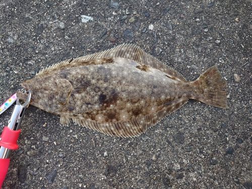 ヒラメの釣果