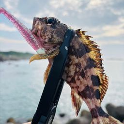 カサゴ