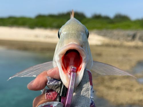 タテシマフエフキの釣果