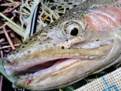 ニジマスの釣果