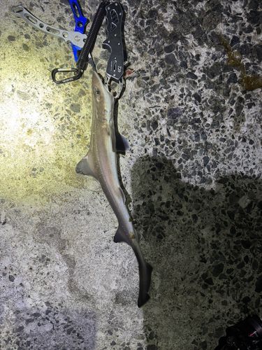 サメの釣果