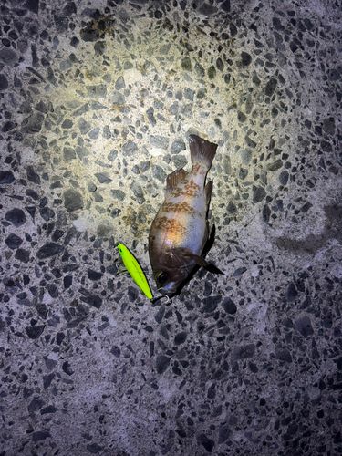 サメの釣果