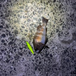 サメ