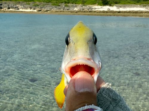 イソフエフキの釣果