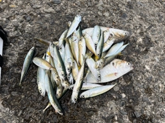 サバの釣果