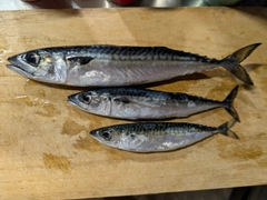 サバの釣果