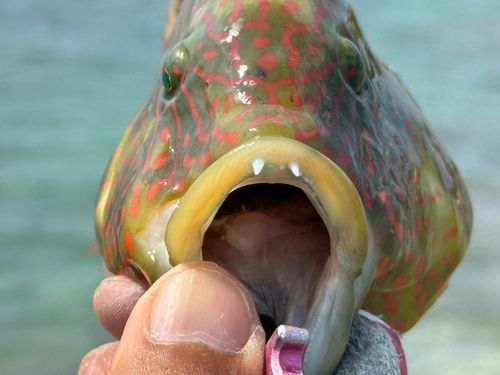 ミツバモチノウオの釣果