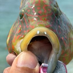 ミツバモチノウオ