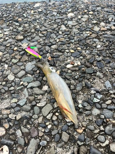 アカイカの釣果