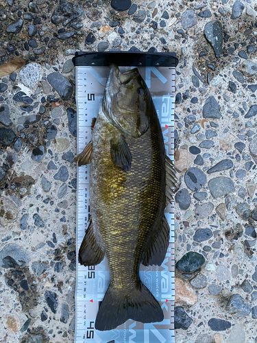 スモールマウスバスの釣果