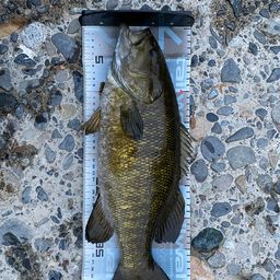 スモールマウスバス