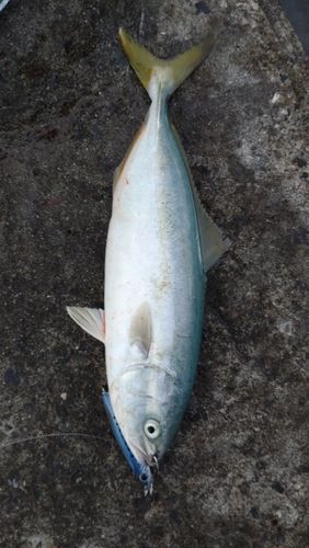 ワカシの釣果