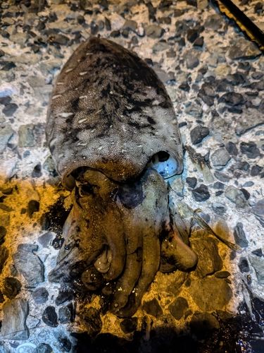 モンゴウイカの釣果