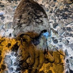 モンゴウイカ