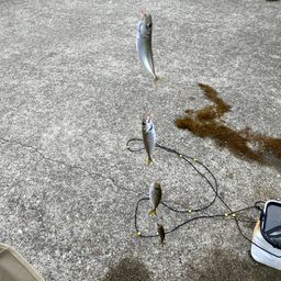 アジ