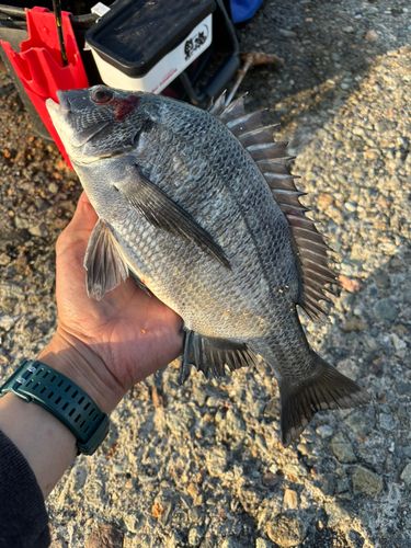 クロダイの釣果
